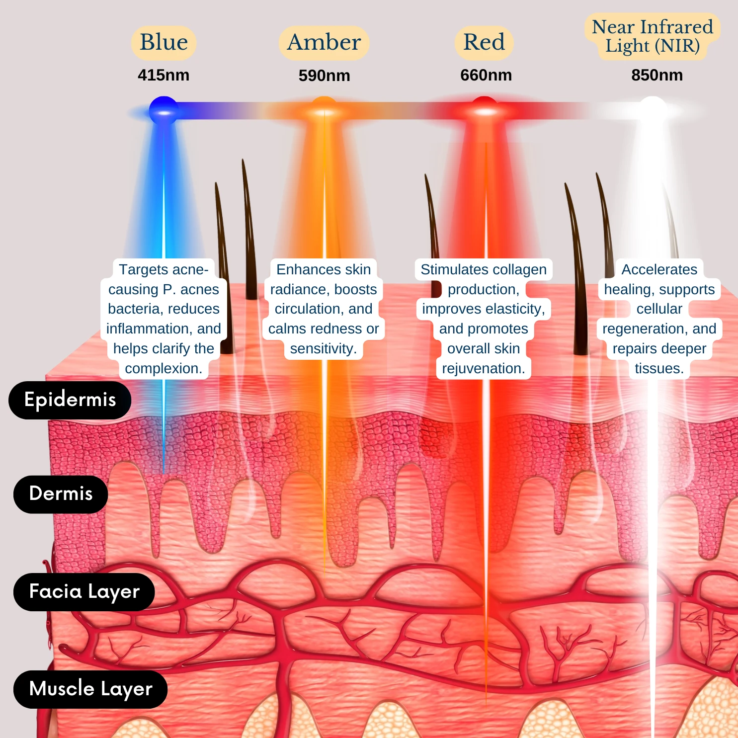 Diagram showing LED light wavelengths penetrating the layers of the skin